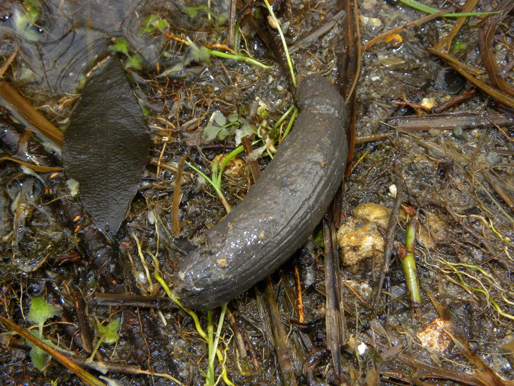Di chi sar� mai questa cacchina qui?